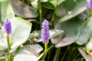 purple flowers found in the pond next to a lot of green leaves