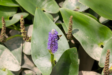 bee on purple flowers found in the pond