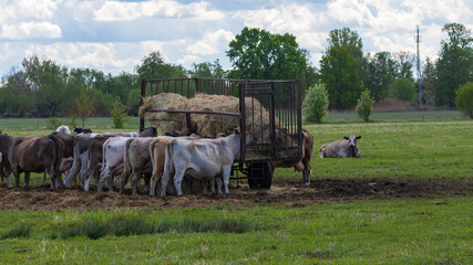 Eine Kuhherde steht an einem Wagen mit Heu