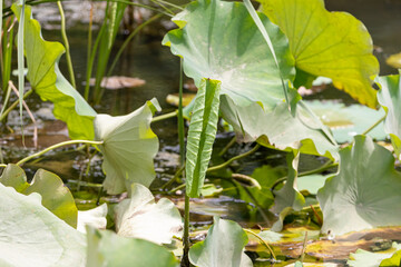 Curled up lily pad in the pond