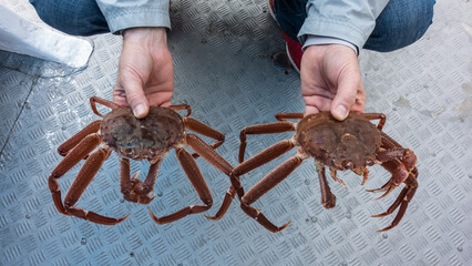 A man holds two live strigun crabs in his hands. Long legs, claws and eyes are visible. The background is the metal deck of the ship. Top view. Petropavlovsk Kamchatsky