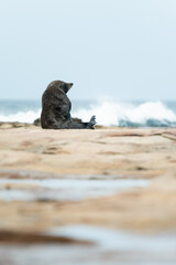 Australian Fur Seal, Sandon Point NSW Australia