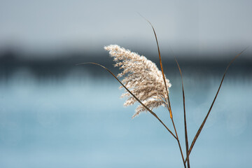 Reeds by the Water