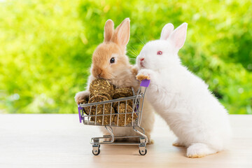 Easter holiday bunny animal and shop online concept.Two adorable baby rabbit white, brown pushing together purple shopping basket cart with cookie carrot while standing over green nature background.