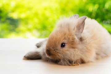 Fototapeta premium Adorable newborn tiny bunny brown rabbit sitting on the wood while looking at something over bokeh natural green tree background. Easter holiday animal concept.