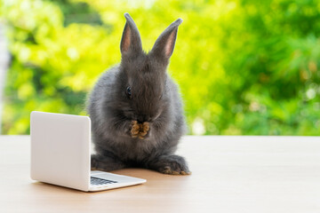 Newborn tiny grey bunny with small laptop sitting on the wood. Lovely baby rabbit looking at notebook on bokeh natural background. Easter holiday animal and technology e-learning concept.