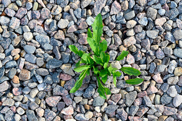 unwanted weed growing green in gravel path