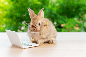Easter holiday animal, technology e-learning concept. Baby bunny brown wearing eye glasses with laptop sitting on the wood. Lovely baby rabbit looking camera with notebook on bokeh nature background.