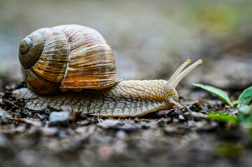 Roman Snail Helix pomatia on the road