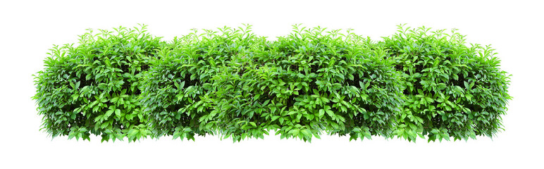 Tropical Flower shrub bush fence tree isolated  plant with clipping path