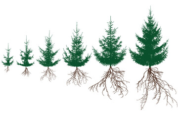 Green fir trees with roots. Life process of spruce tree and root system, silhouette. Vector illustration - obrazy, fototapety, plakaty