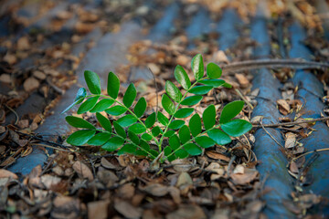 Tree leaves