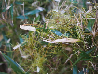 キヨスミイトゴケ