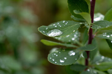 Dew drop on green leaf after rain