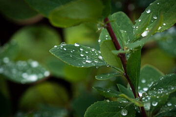 Dew drops on green leaves after rain
