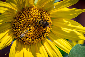 A bumblebee and a bee collect nectar from a sunflower.