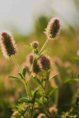 field flowers