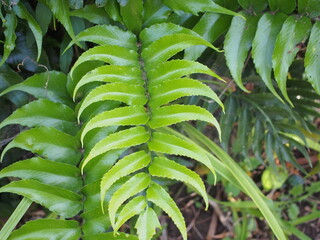 オニヤブソテツ