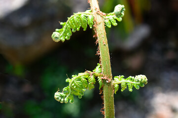 Euphyllophytes, Beautiful green spiral fern .