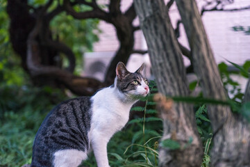 Fototapeta premium Japanese wild cat