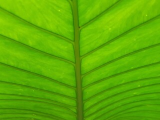 green palm leaf background