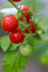 栽培中のプチトマト