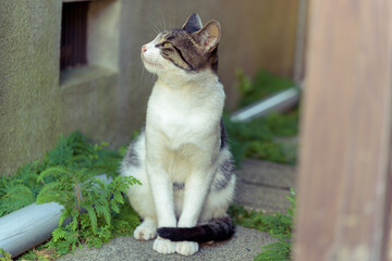 Japanese wild cat