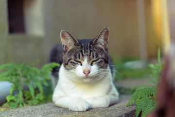 Japanese wild cat