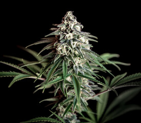 Cannabis en Floracion