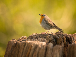 Rouge gorge