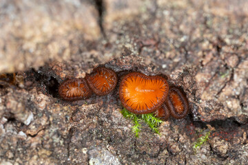 Fruiting bodies of eyelash cup, Scutellinia growing on aspen wood