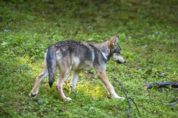 Young wolf stalking in the woods and searching for food
