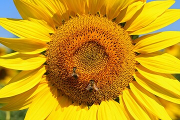Sunflower - beautiful yellow flowers with blue sky. Nature colorful background and concept for summer.