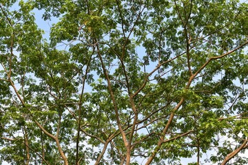 Green leaves pattern background wallpaper