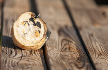 A spoiled vegetable zucchini prepared for compost with beautifully overgrown mold on a wooden table in the garden. Close-up, selective focus.