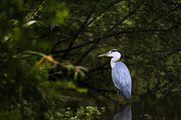 Graureiher steht im Wasser eines Teichs