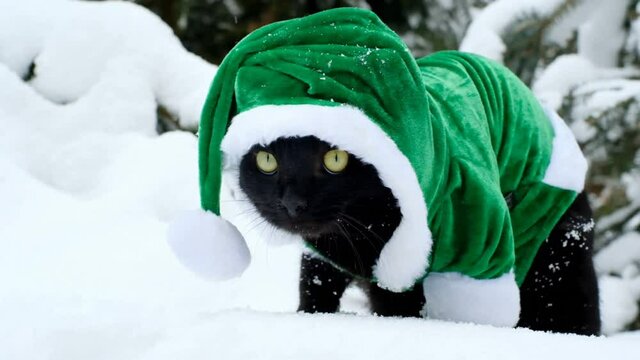 Christmas for pets.Black cat in a green elf costume in a winter snowy forest. Santa's pets. Christmas and New Year holidays