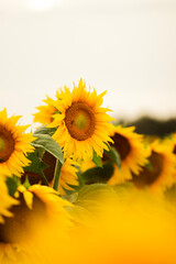 sunflower on a field