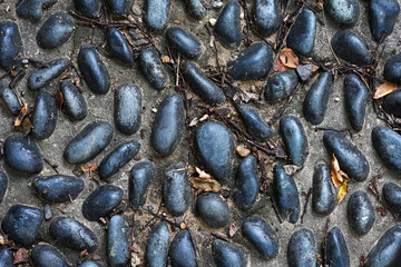 close up of mussels