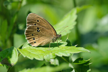 Obraz premium Closeup of an ringlet butterfly (Aphantopus hyperantus) hiding between some weed.