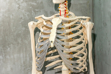 healthcare rib section human skeleton