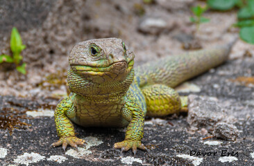 Lizard 