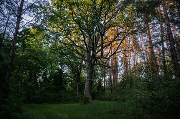an oak tree in the forest at sunset, an old tree