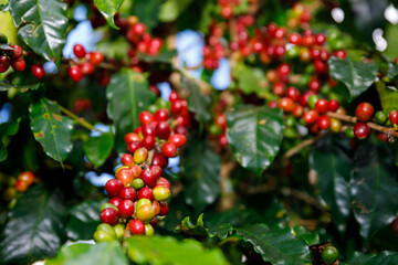 Red Cherry coffee beans organic 100%