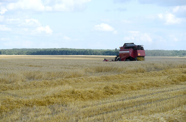 Fototapeta premium Spring wheat harvesting is being completed in a large field with a combine harvester.