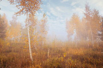 Fototapeta premium Beautiful foggy morning in autumn forest meadow among high grass and yellow birch trees.