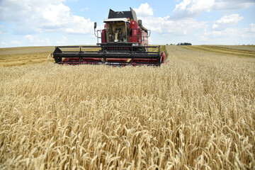 The combine harvester works in the field, the summer grain harvest.