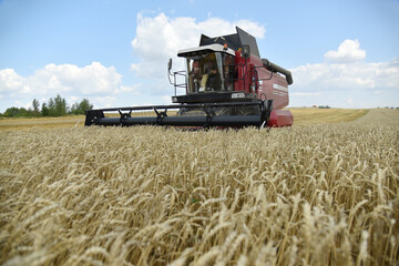 A large field of wheat, a combine harvester is working on harvesting grain.