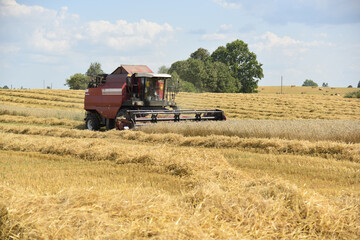 Fototapeta premium A large field of wheat, a combine harvester collects ripe ears of grain.