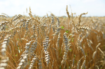 Fototapeta premium Ripe ears of wheat on a large farmer's field on a hot summer day.